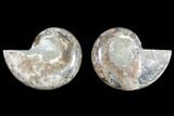 Cut & Polished Ammonite (Anapuzosia?) Pair - Madagascar #88005-1